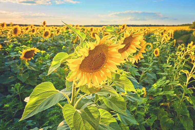 Захватчики намерены вывезти более 300 тонн подсолнечника с оккупированной Луганщины, - ЦНС