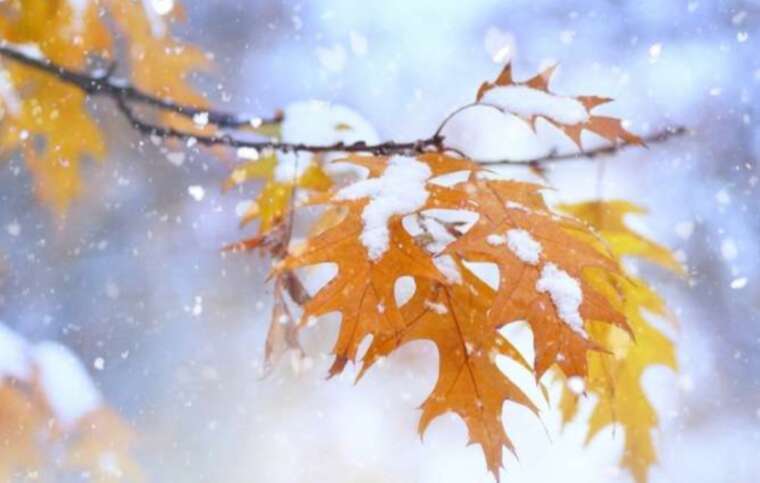 У деяких районах Києва почав падати перший сніг