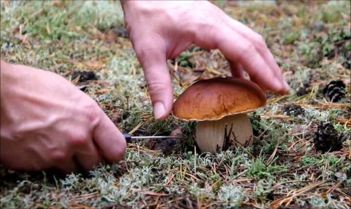 На Тернопільщині багатодітна родина отруїлася грибами: відомо вже про двох померлих