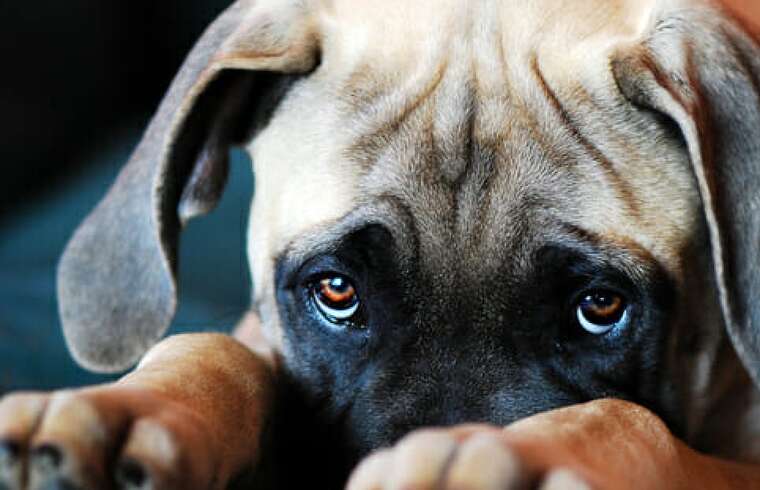 Украинцев хотят штрафовать за разведение животных