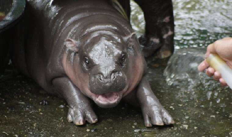 Карликовий бегемот із Таїланду передбачив перемогу Трампа на виборах у США