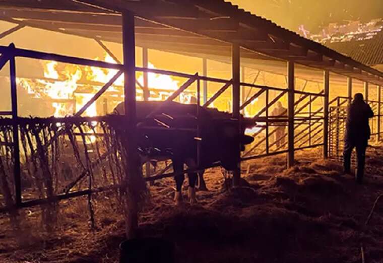 140 тварин загинуло під час пожежі на кінній фермі в Дніпропетровській області