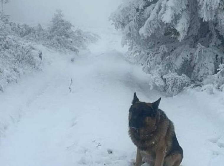 У ДПСУ показали, як замело снігом українсько-румунський кордон