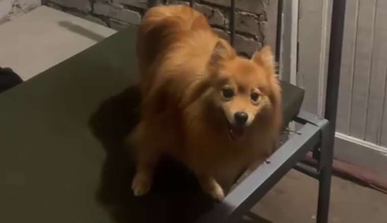 В Запорожье насильно мобилизовали мужчину вместе с собакой