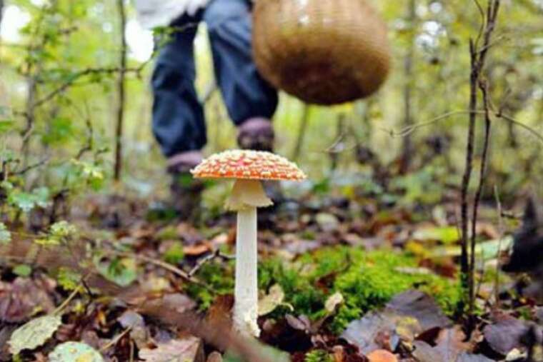 На Тернопільщині від отруєння грибами в лікарні померла 13-річна дівчинка з багатодітної сім’ї