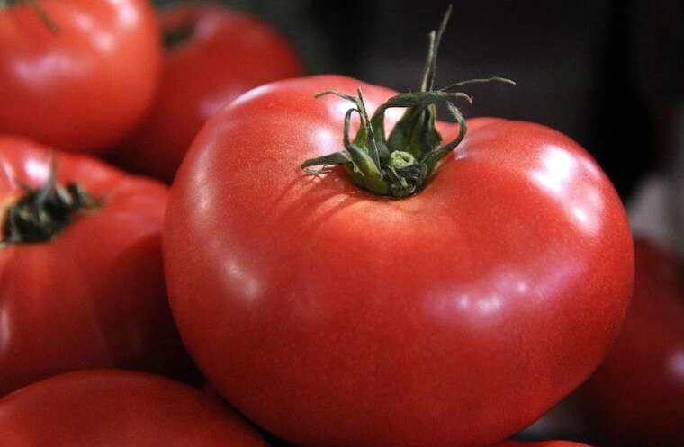 В Україні помідори почали значно зростати в ціні