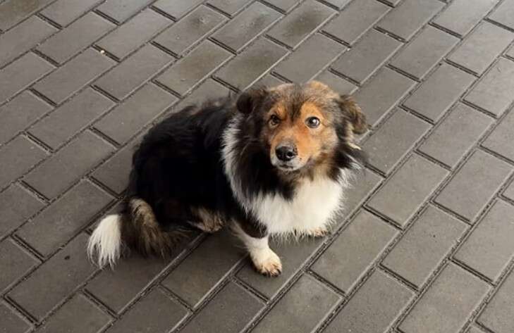 Черкаський песик два роки чекає хазяїна, який загинув на фронті