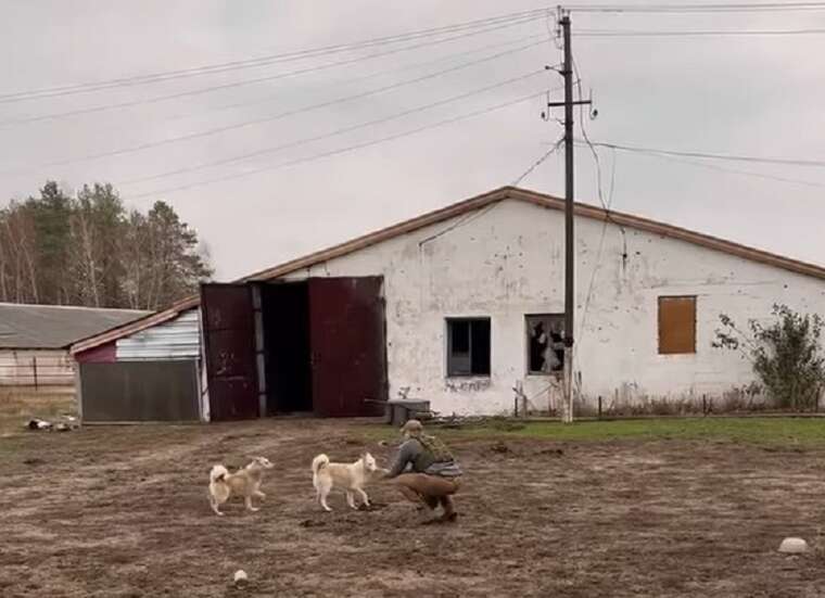 Зооволонтери врятували коней за 300 метрів від лінії фронту на Харківщині