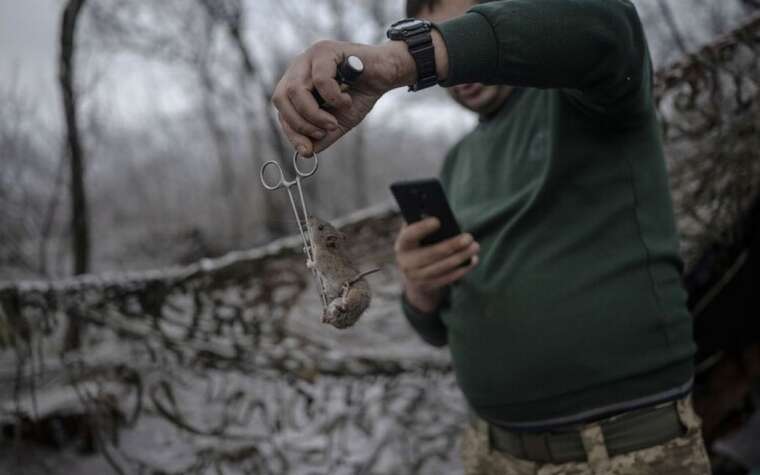 Українські військові знову поскаржилися на навалу мишей в окопах