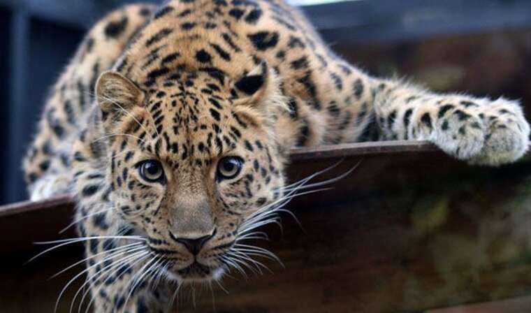 В Одесі леопард напав на працівника зоопарку, поліція застосувала зброю