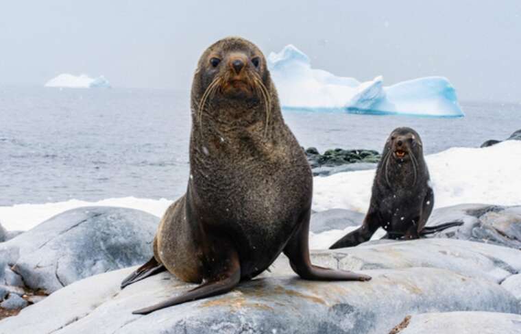 Українські дослідники полярних регіонів продемонстрували спритного тюленя та когорту невдах-косаток