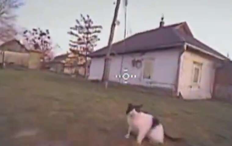 У мережі поширюється відео, як кіт збиває FPV-дрон