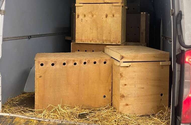 Громадянин Польщі намагався вивезти з України лемурів та птахів, - ДПСУ