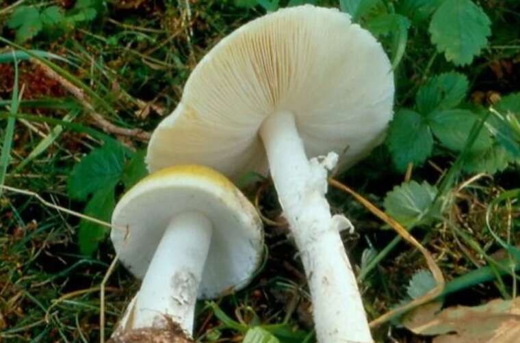 На Львівщині у матері вилучили шістьох дітей, які отруїлися блідою поганкою