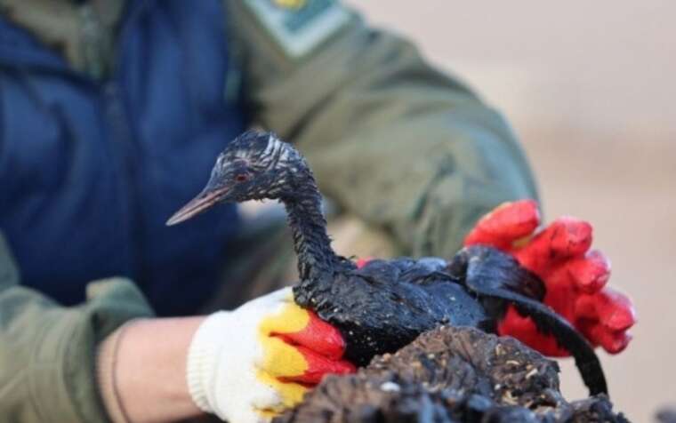 У кримські зоопарки привезли понад 400 птахів, які постраждали через розлив мазуту