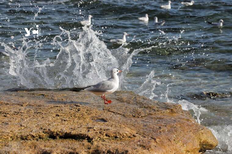 Одесскому побережью в настоящее время не угрожает загрязнение мазутом – научный центр