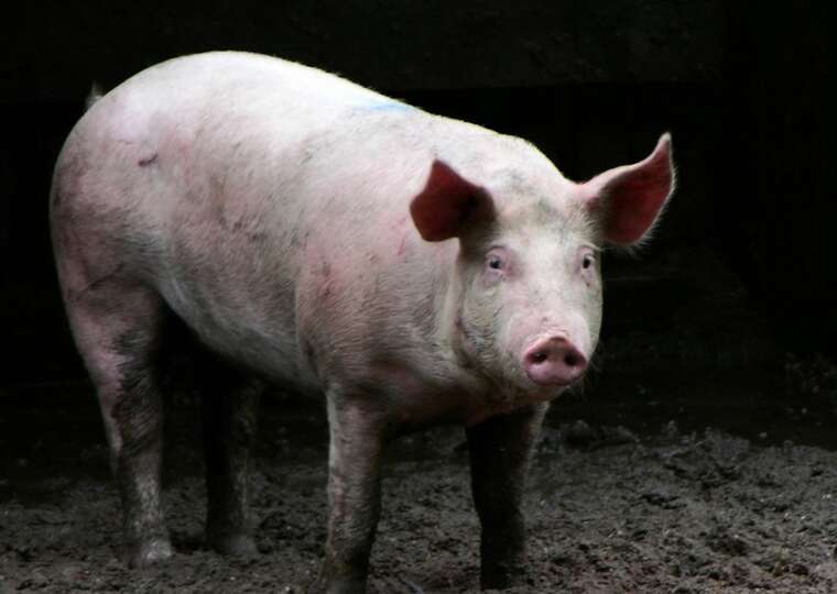 На Винниччине зафиксировали вспышку африканской чумы свиней