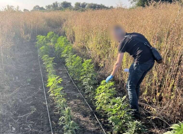 In the Dnipropetrovsk region, a drug business with a profit of up to 50 million hryvnias has been uncovered