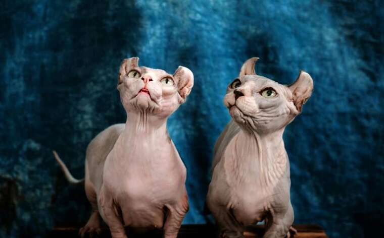 У Києві продають кішку-ельфа за 200 тисяч гривень