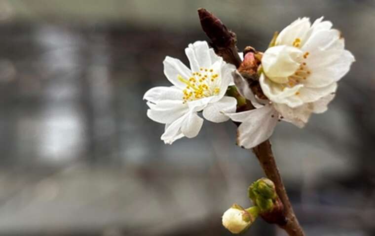 У Києві зацвіли сакури: в КМДА заявили про "тривожний сигнал"