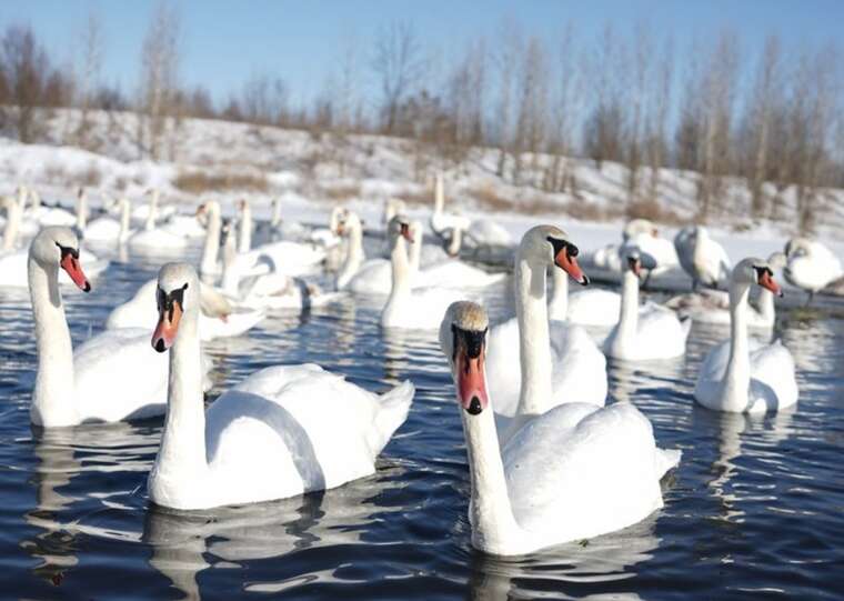 На Львівщині оголошено карантин через пташиний грип, який убив десятки лебедів