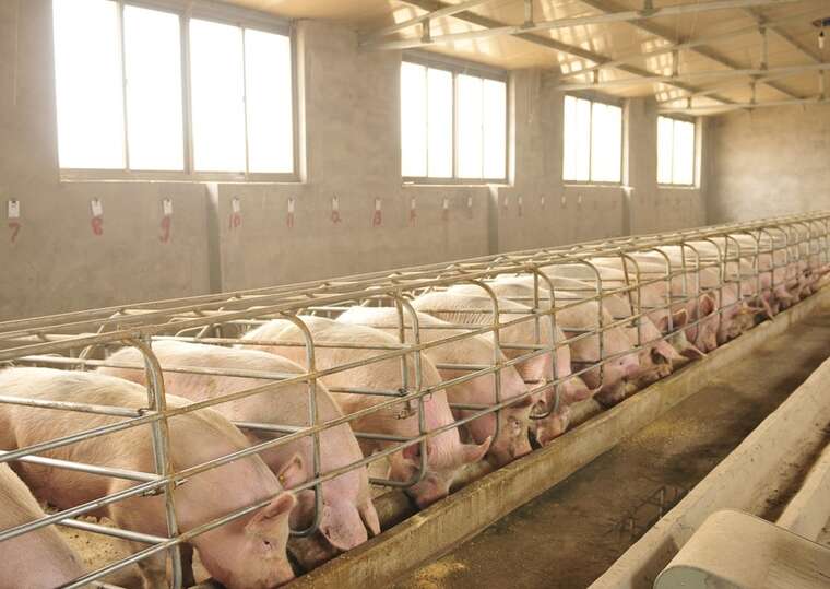 Daily Star: На Філіппінах народилося порося з "людським" обличчям