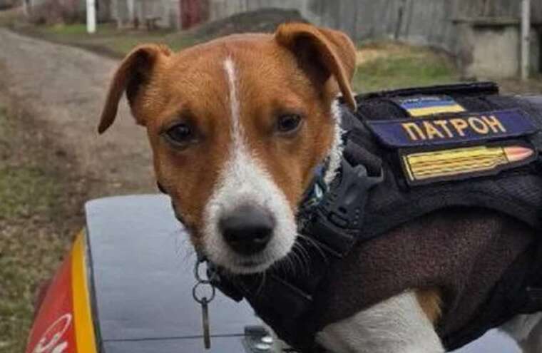 Пес Патрон розкритикував Ілона Маска через позицію щодо USAID