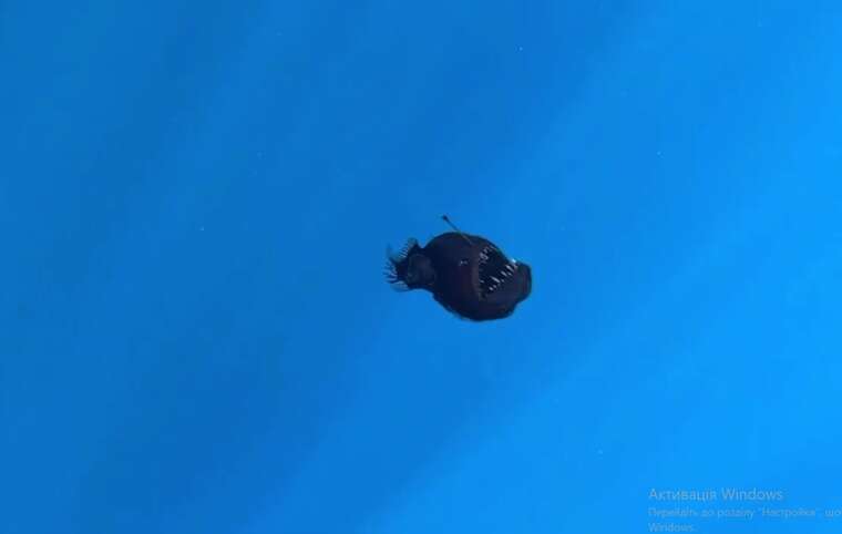 Вчені зняли рідкісного "морського диявола"