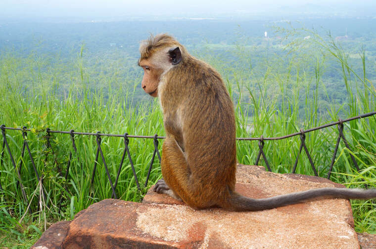 На Шрі-Ланці зникло електропостачання через мавпу, яка залізла у трансформатор