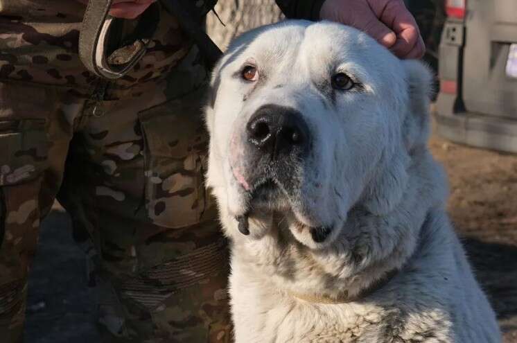 “Білі янголи” евакуювали покинутого алабая з Покровська та знайшли йому новий дім