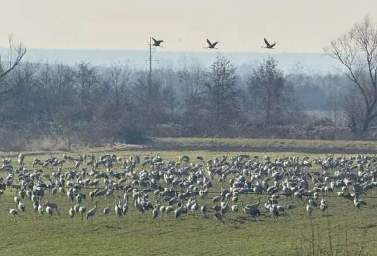 На Закарпатті в розпал зими зафіксували зграю з 1000 журавлів