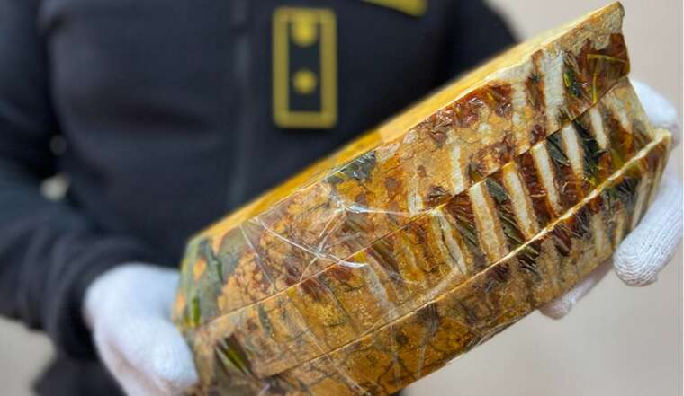 Столичні митники виявили в посилці зуби вимерлих мамонтів