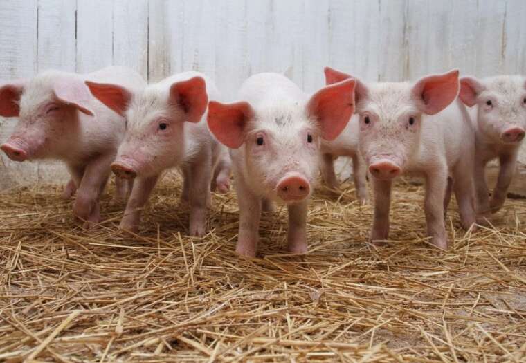 Тернопільський медуніверситет закуповує 250 свиней для навчальних експериментів
