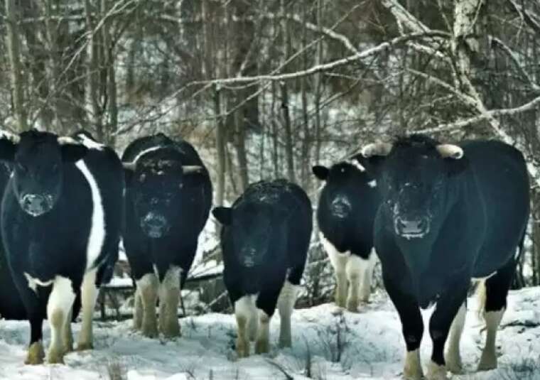 В Чернобыльской зоне зафиксировали стадо диких коров