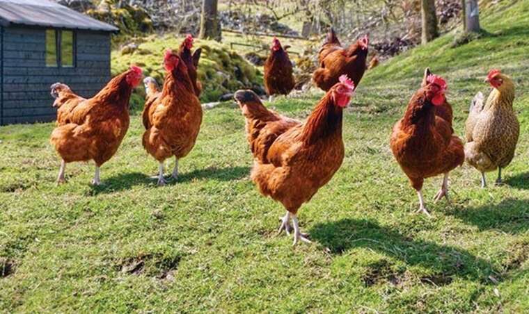 У США пропонують оренду курей-несучок за 600 доларів на півроку