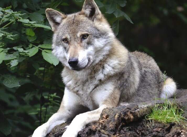 Європейська комісія запропонувала послабити обмеження на відстріл вовків у ЄС