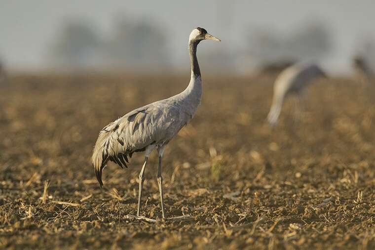 На Хмельниччині помітили рідкісного птаха з Червоної книги України