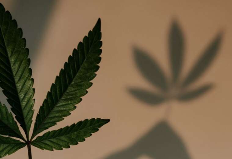 Министерство аграрной политики и продовольствия Украины внедряет электронную систему «єКоноплі»