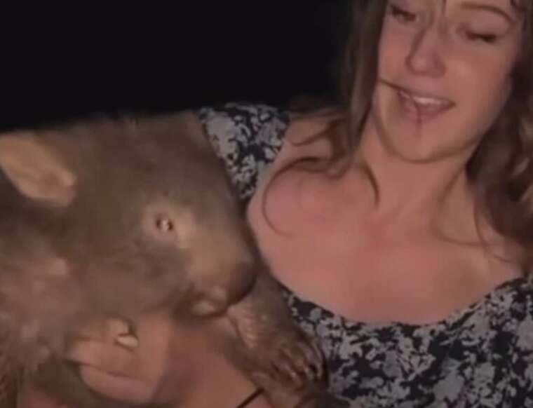 Американська блогерка обурила Австралію, відібравши дитинча вомбата в матері: їй загрожує депортація