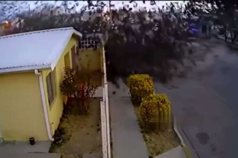 Звалилися камнем з неба: У Мексиці загинули сотні дроздів