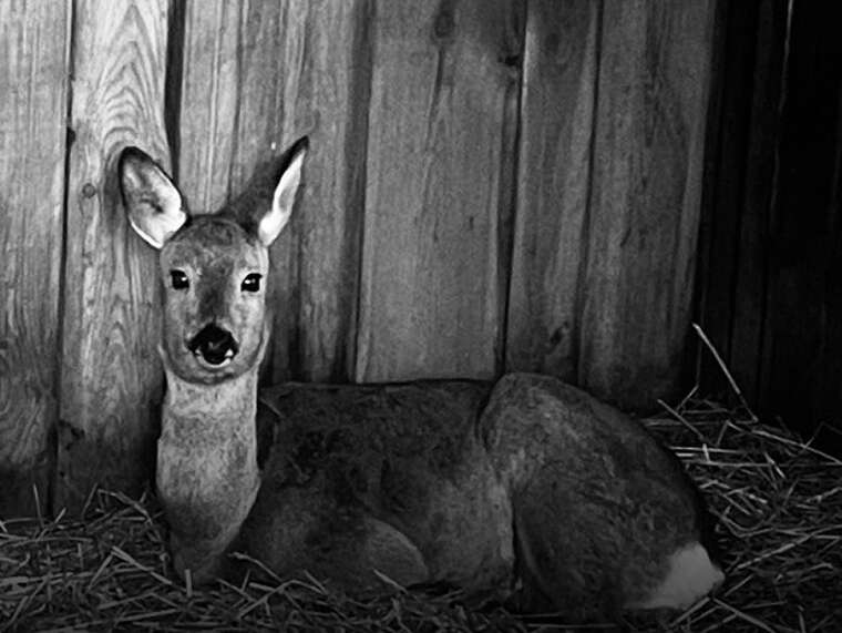 Трагическое событие в Центре спасения диких животных: косуля погибла из-за обстрела беспилотником