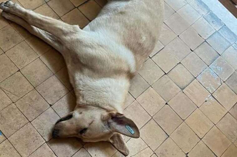 Киянин, який вбив собаку на очах у дитини, отримав 7,5 років ув’язнення