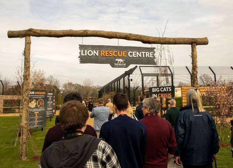У Британії відкрили Центр порятунку левів - для тварин, евакуйованих із України