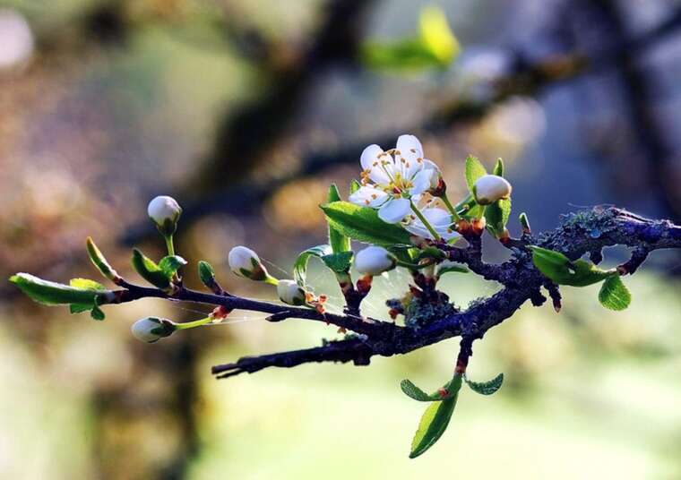 Весна набирає обертів: 31 березня потішить теплом до +17°C