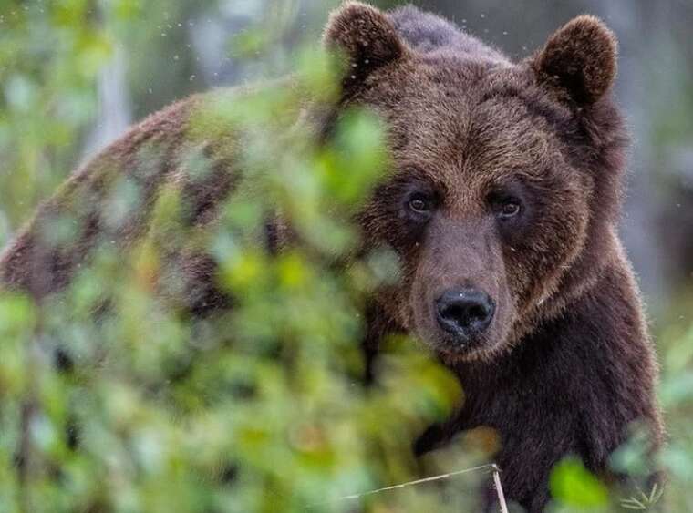 Правительство Словакии приняло решение об отстреле 350 медведей из-за угрозы нападений