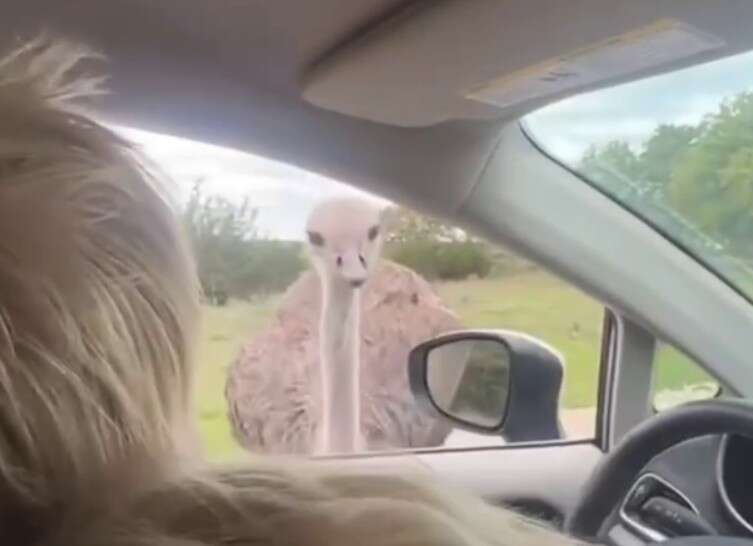 Колишнього прем’єра Британії Джонсона вкусив страус: його дружина показала відео