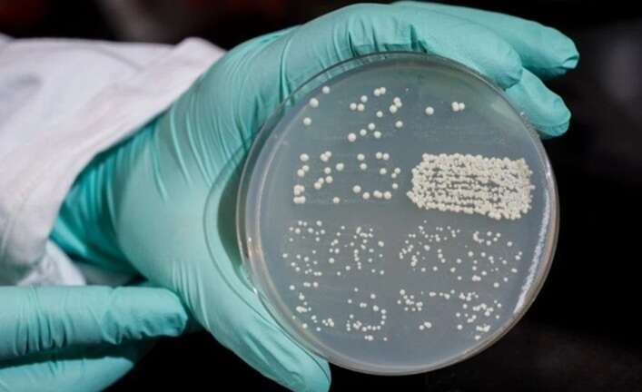 ВОЗ бьёт тревогу: Грибковые инфекции становятся смертельно опасными