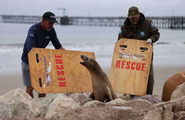 У Каліфорнії морські леви почали нападати на людей через отруєння токсинами