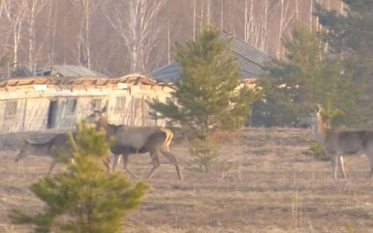 Специалисты зафиксировали рекордное стадо оленей в Чернобыльской зоне