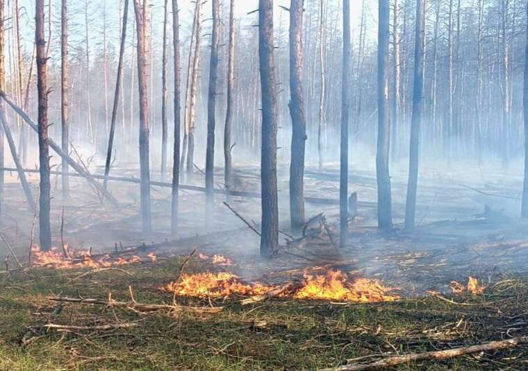 У Харківській області майже добу триває ліквідація лісової пожежі, - ДСНС